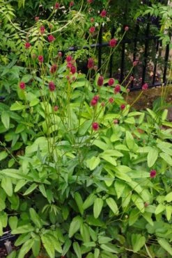 Great Burnet (Sanguisorba Officinalis) - 1 Gallon Pot 8 Great Burnet (Sanguisorba Officinalis) - 1 Gallon Pot -Plant Promotion Store sanguisorba officinalis great burnet 4