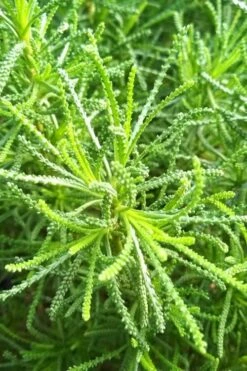 Green Santolina (Lavender Cotton) - 5 Pack Of Quart Pots -Plant Promotion Store santolina virens green lavender cotton 10