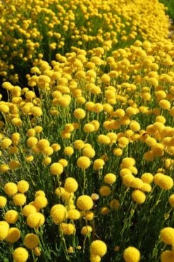 Green Santolina (Lavender Cotton) - 5 Pack Of Quart Pots -Plant Promotion Store santolina virens green lavender cotton 6