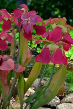 Bug Bat Pitcher Plant (Sarracenia) - 2.5 Quart Pot 7 Bug Bat Pitcher Plant (Sarracenia) - 2.5 Quart Pot -Plant Promotion Store sarracenia bug bat pitcher plant 1