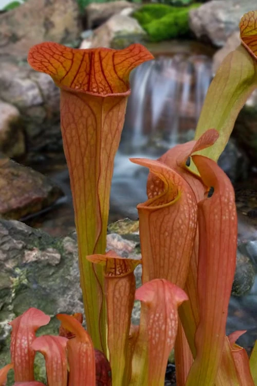 Bug Bat Pitcher Plant (Sarracenia) - 2.5 Quart Pot 1 Bug Bat Pitcher Plant (Sarracenia) - 2.5 Quart Pot