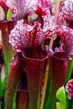 Judith Hindle Pitcher Plant (Sarracenia) - 2.5 Quart Pot -Plant Promotion Store sarracenia judith hindle pitcher plant 4