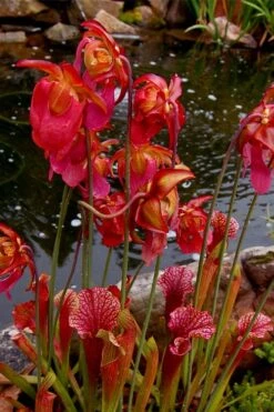 Judith Hindle Pitcher Plant (Sarracenia) - 2.5 Quart Pot -Plant Promotion Store sarracenia judith hindle pitcher plant 5