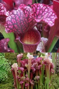 Judith Hindle Pitcher Plant (Sarracenia) - 2.5 Quart Pot -Plant Promotion Store sarracenia judith hindle pitcher plant 7