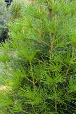 Joe Kozey Japanese Umbrella Pine (Sciadopitys) - 6 Gallon Pot -Plant Promotion Store sciadopitys verticillata joe kozey japanese umbrella pine 4
