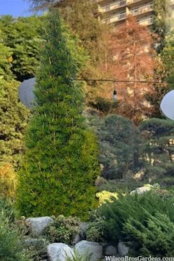 Joe Kozey Japanese Umbrella Pine (Sciadopitys) - 6 Gallon Pot -Plant Promotion Store sciadopitys verticillata joe kozey japanese umbrella pine 6