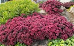 Dazzleberry Sedum - 5 Pack Of 4" Pint Pots -Plant Promotion Store sedum dazzleberry stonecrop 3