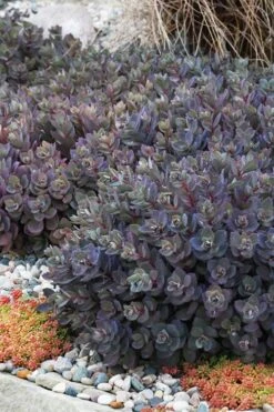 Dazzleberry Sedum - 5 Pack Of 4" Pint Pots -Plant Promotion Store sedum dazzleberry stonecrop 6