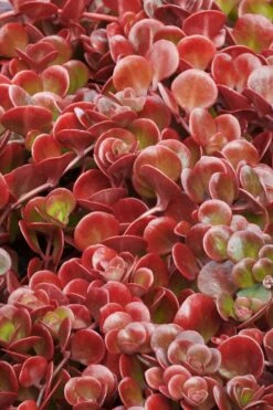 Coral Reef Sedum - 5-Pack Of Pint Pots -Plant Promotion Store sedum tectractinum coral reef stonecrop 1 1