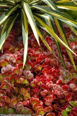 Coral Reef Sedum Tetractinum - 10 Pack Of 4" Pint Pots -Plant Promotion Store sedum tetractinum coral reef 20