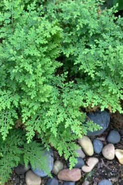 Arborvitae Fern (Selaginella Braunii) - 1 Gallon Pot 8 Arborvitae Fern (Selaginella Braunii) - 1 Gallon Pot -Plant Promotion Store selaginella braunii arborvitae fern 2