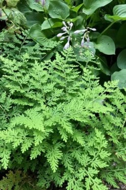 Arborvitae Fern (Selaginella Braunii) - 1 Gallon Pot 9 Arborvitae Fern (Selaginella Braunii) - 1 Gallon Pot -Plant Promotion Store selaginella braunii arborvitae fern 3