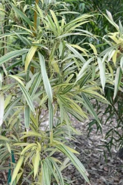 Variegated Chinese Temple Bamboo - Sinobambusa Tootsik 'Albostriata' - 3 Gallon Pot 9 Variegated Chinese Temple Bamboo - Sinobambusa Tootsik 'Albostriata' - 3 Gallon Pot -Plant Promotion Store sinobambusa toosik albostriata variegated temple bamboo 1