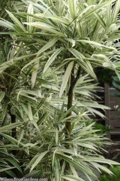 Plant Promotion Store 7 Variegated Chinese Temple Bamboo - Sinobambusa Tootsik 'Albostriata' - 3 Gallon Pot