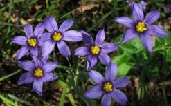 Moody Blues Blue-Eyed Grass (Sisyrinchium) - 1 Gallon Pot -Plant Promotion Store sisyrinchium idahoense macounii moody blues blue eyed grass 4