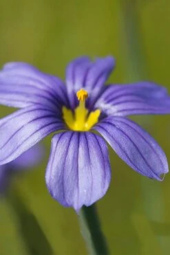 Moody Blues Blue-Eyed Grass (Sisyrinchium) - 1 Gallon Pot -Plant Promotion Store sisyrinchium idahoense macounii moody blues blue eyed grass 5