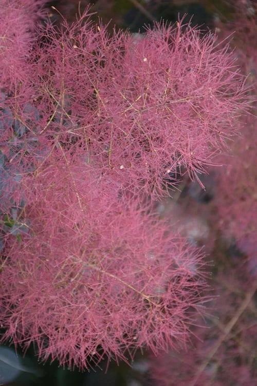 Grace Pink Flowering Smoke Tree - 1 Gallon Pot 1 Grace Pink Flowering Smoke Tree - 1 Gallon Pot