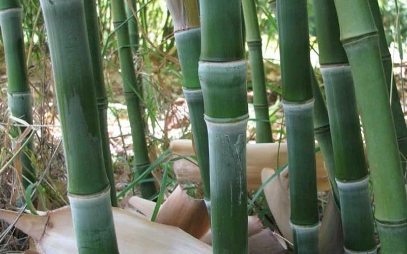 Solid Stem Bamboo - Phyllostachys Heteroclada - 3 Gallon Pot (4-6') 4 Solid Stem Bamboo - Phyllostachys Heteroclada - 3 Gallon Pot (4-6') - Image 4