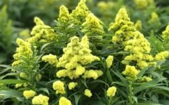 Little Lemon Goldenrod (Solidago Canadensis) - 1 Gallon Pot -Plant Promotion Store solidago little lemon goldenrod 3