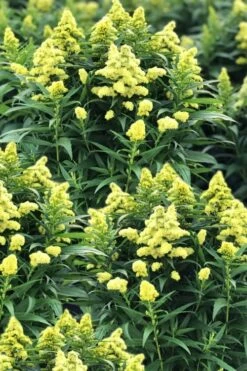 Little Lemon Goldenrod (Solidago Canadensis) - 1 Gallon Pot