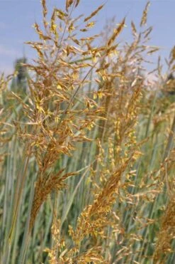 Indian Steel Blue Prairie Grass (Sorghastrum Nutans) - 1 Gallon Pot -Plant Promotion Store sorghastrum nutans indian steel blue prairie grass 2