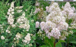 White Meadowsweet (Spirea Alba) - 3 Gallon Pot -Plant Promotion Store spirea alba white meadowsweet 9