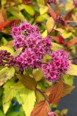 Rainbow Fizz Spirea - 1 Gallon Pot -Plant Promotion Store spirea rainbow fizz 1