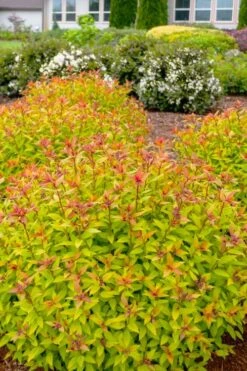 Rainbow Fizz Spirea - 1 Gallon Pot -Plant Promotion Store spirea rainbow fizz 2