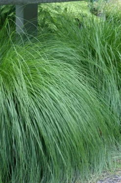 Prairie Dropseed Grass (Sporobolis Heterolepis) - 6 Pack Of 1 Gallon Pots -Plant Promotion Store sporobolis heterolepis prairie dropseed grass 1