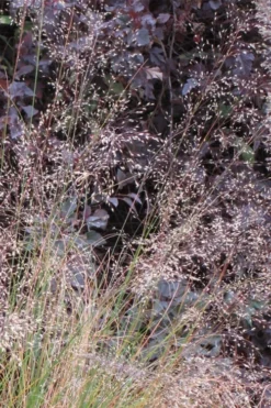 Prairie Dropseed Grass (Sporobolis Heterolepis) - 6 Pack Of 1 Gallon Pots -Plant Promotion Store sporobolis heterolepis prairie dropseed grass 10