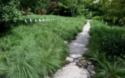 Prairie Dropseed Grass (Sporobolis Heterolepis) - 6 Pack Of 1 Gallon Pots -Plant Promotion Store sporobolis heterolepis prairie dropseed grass 2