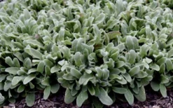 Silky Fleece Dwarf Lambs Ear (Stachys Byzantina) - 5 Pack Of Quarts Pots -Plant Promotion Store stachys silky fleece 2