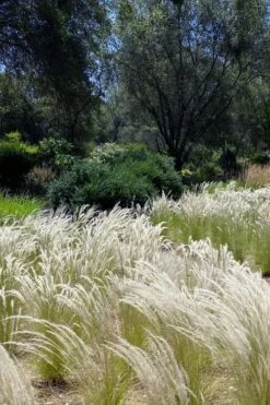 Peruvian Feather Grass (Stipa Ichu) - 1 Gallon Pot -Plant Promotion Store stipa ichu peruvian feather grass 12