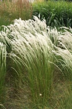 Peruvian Feather Grass (Stipa Ichu) - 1 Gallon Pot -Plant Promotion Store stipa ichu peruvian feather grass 14