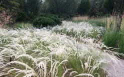 Peruvian Feather Grass (Stipa Ichu) - 1 Gallon Pot -Plant Promotion Store stipa ichu peruvian feather grass 4