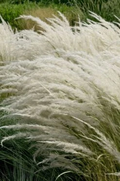 Peruvian Feather Grass (Stipa Ichu) - 1 Gallon Pot -Plant Promotion Store stipa ichu peruvian feather grass 7