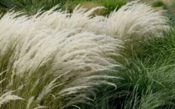 Peruvian Feather Grass (Stipa Ichu) - 1 Gallon Pot -Plant Promotion Store stipa ichu peruvian feather grass 8