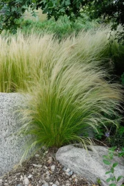 Pony Tails Mexican Feather Grass (Stipa Tennuissima) - 6 Pack Of Quart Pots -Plant Promotion Store stipa tenuissima ponytails mexican feather grass 107