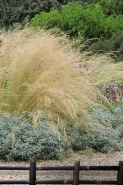 Pony Tails Mexican Feather Grass (Stipa Tennuissima) - 6 Pack Of Quart Pots -Plant Promotion Store stipa tenuissima ponytails mexican feather grass 117