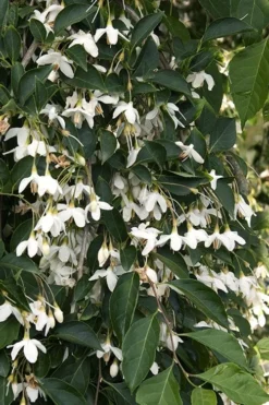 Fragrant Fountain Weeping Japanese Snowbell Tree - 5 Gallon Pot -Plant Promotion Store styrax japonica fragrant fountain weeping japanese snowbell tree 4