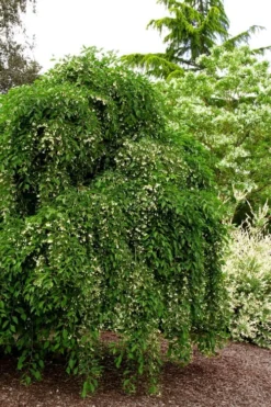 Fragrant Fountain Weeping Japanese Snowbell Tree - 5 Gallon Pot -Plant Promotion Store styrax japonica fragrant fountain weeping japanese snowbell tree 5