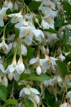 Fragrant Fountain Weeping Japanese Snowbell Tree - 5 Gallon Pot -Plant Promotion Store styrax japonica fragrant fountain weeping japanese snowbell tree 6