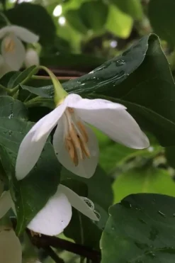 Fragrant Fountain Weeping Japanese Snowbell Tree - 5 Gallon Pot -Plant Promotion Store styrax japonica fragrant fountain weeping japanese snowbell tree 7
