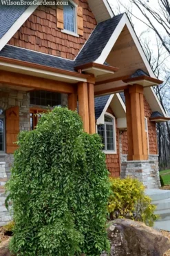 Fragrant Fountain Weeping Japanese Snowbell Tree - 5 Gallon Pot -Plant Promotion Store styrax japonica fragrant fountain weeping japanese snowbell tree 9