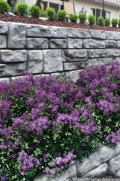 Bloomerang Dark Purple Lilac - 5 Pack Of Quart Pots 9 Bloomerang Dark Purple Lilac - 5 Pack Of Quart Pots -Plant Promotion Store syringa bloomerang dark purple lilac 22