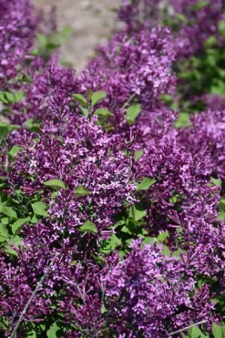 Bloomerang Dark Purple Lilac - 5 Pack Of Quart Pots 11 Bloomerang Dark Purple Lilac - 5 Pack Of Quart Pots -Plant Promotion Store syringa bloomerang dark purple lilac 23