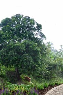 Chinese Yew Tree (Taxus Chinensis) - 3 Gallon Pot 8 Chinese Yew Tree (Taxus Chinensis) - 3 Gallon Pot -Plant Promotion Store taxus chinensis chinese yew 2