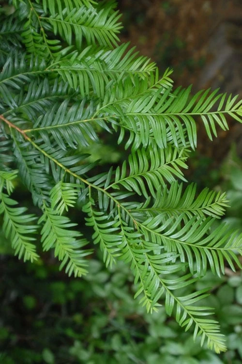 Chinese Yew Tree (Taxus Chinensis) - 3 Gallon Pot 1 Chinese Yew Tree (Taxus Chinensis) - 3 Gallon Pot