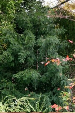 Chinese Yew Tree (Taxus Chinensis) - 3 Gallon Pot 11 Chinese Yew Tree (Taxus Chinensis) - 3 Gallon Pot -Plant Promotion Store taxus chinensis chinese yew tree 3