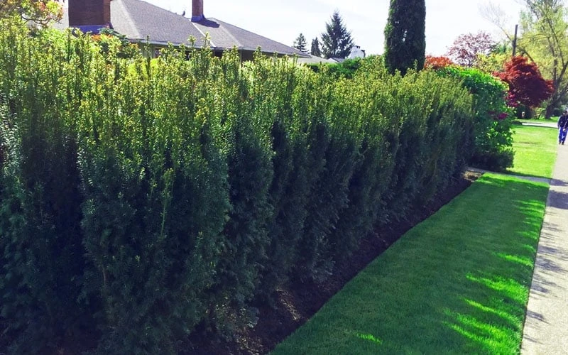Hicks Columnar Yew (Taxus X Media) - 3 Gallon Pot 4 Hicks Columnar Yew (Taxus X Media) - 3 Gallon Pot - Image 4